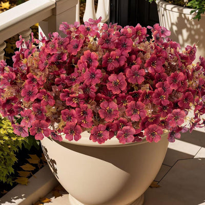 Everlasting Bellflowers - A Perfect Garden, Guaranteed + 50% OFF