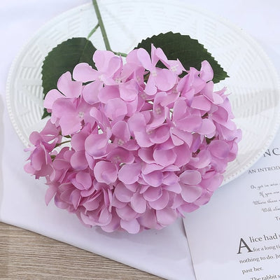 EverBloom Hydrangeas - A Perfect Garden, Effortlessly - 1+1 FREE