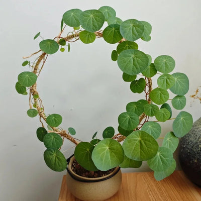 ZenCaudex Plant - Your Effortless Green Companion - 50% OFF