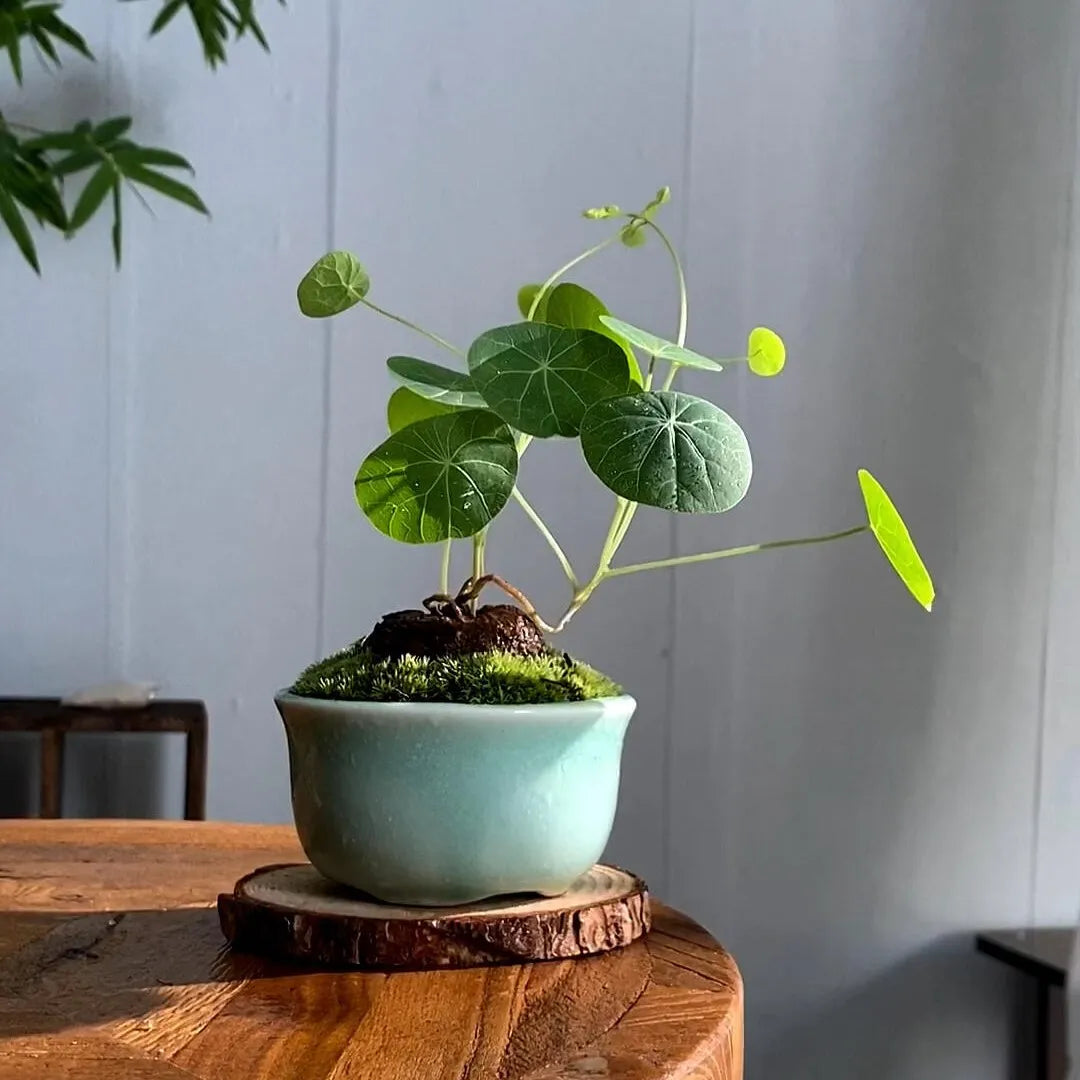 ZenCaudex Plant - Your Effortless Green Companion - 50% OFF