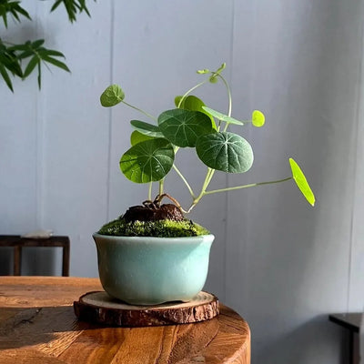 ZenCaudex Plant - Your Effortless Green Companion - 50% OFF
