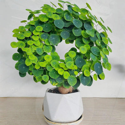 ZenCaudex Plant - Your Effortless Green Companion - 50% OFF