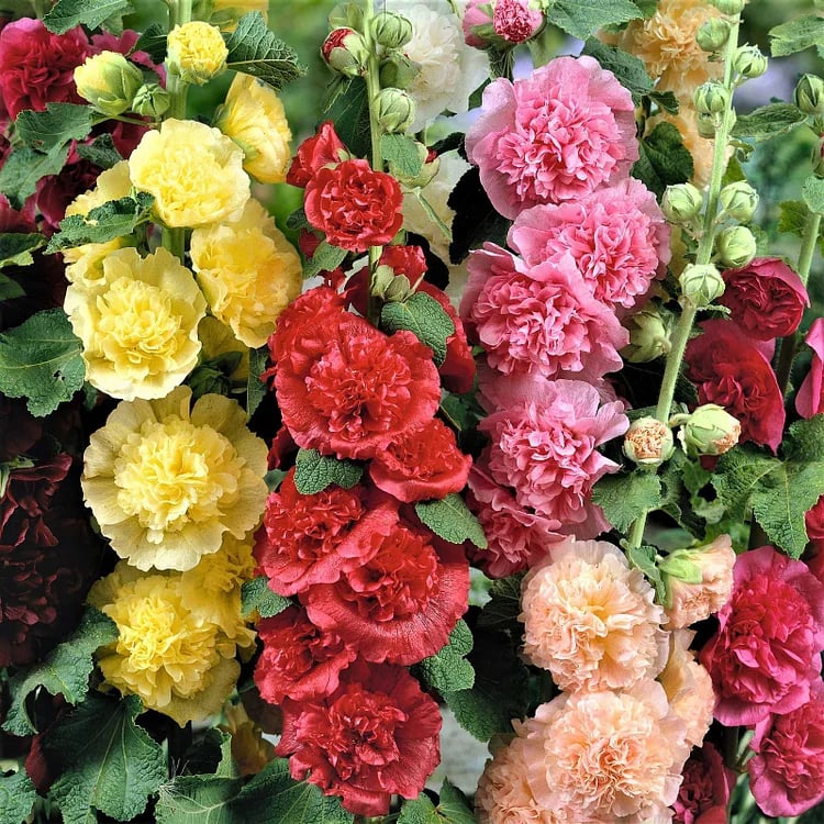 Storybook Hollyhock Seeds - A Fairytale Garden, Effortlessly + 50% OFF