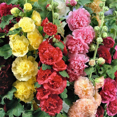 Storybook Hollyhock Seeds - A Fairytale Garden, Effortlessly + 50% OFF