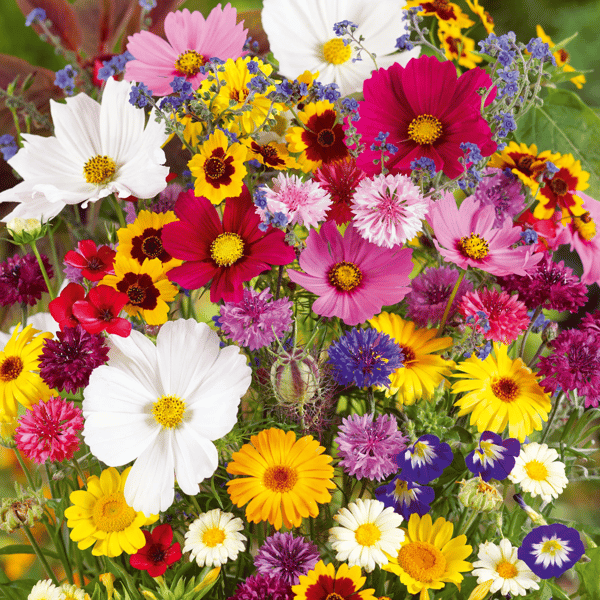 EternaGarden - A Wildflower Meadow in a Bag - 50% OFF