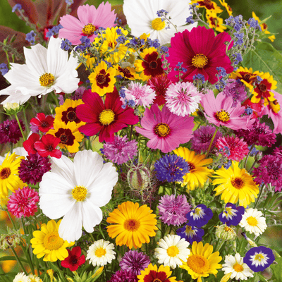 EternaGarden - A Wildflower Meadow in a Bag - 50% OFF