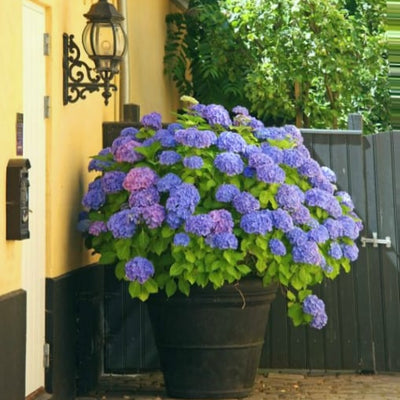 EverBloom Hydrangeas - A Perfect Garden, Effortlessly - 1+1 FREE