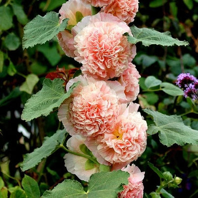 Storybook Hollyhock Seeds - A Fairytale Garden, Effortlessly + 50% OFF