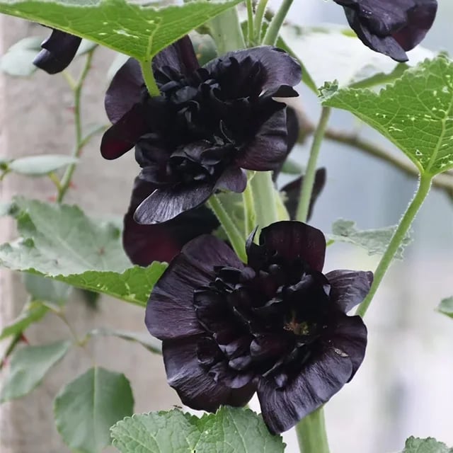 Storybook Hollyhock Seeds - A Fairytale Garden, Effortlessly + 50% OFF