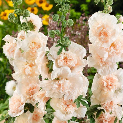 Storybook Hollyhock Seeds - A Fairytale Garden, Effortlessly + 50% OFF