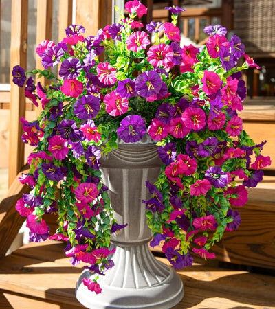 EverBloom Morning Glories - A Perfect Porch, All Autumn - 1+1 FREE