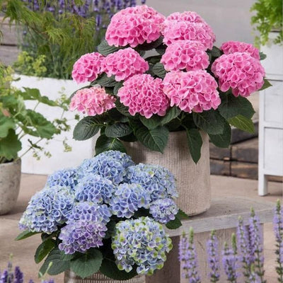 EverBloom Hydrangeas - A Perfect Garden, Effortlessly - 1+1 FREE