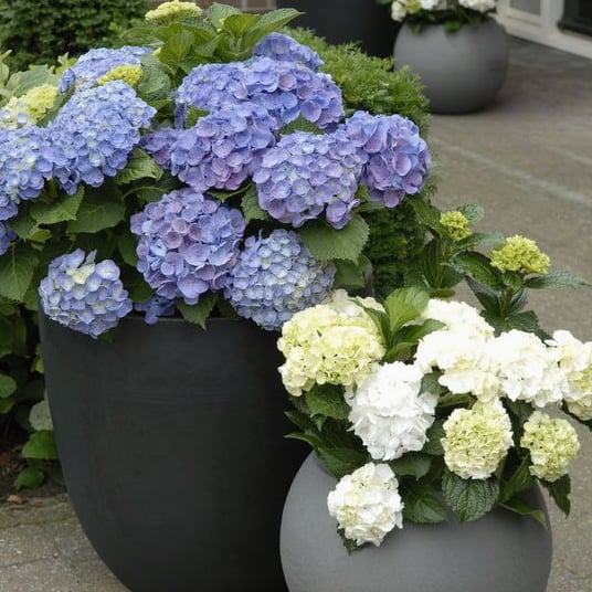 EverBloom Hydrangeas - A Perfect Garden, Effortlessly - 1+1 FREE