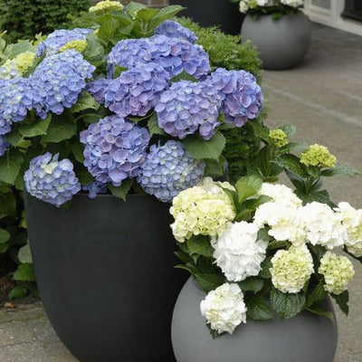 EverBloom Hydrangeas - A Perfect Garden, Effortlessly - 1+1 FREE