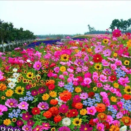 EternaGarden - A Wildflower Meadow in a Bag - 50% OFF