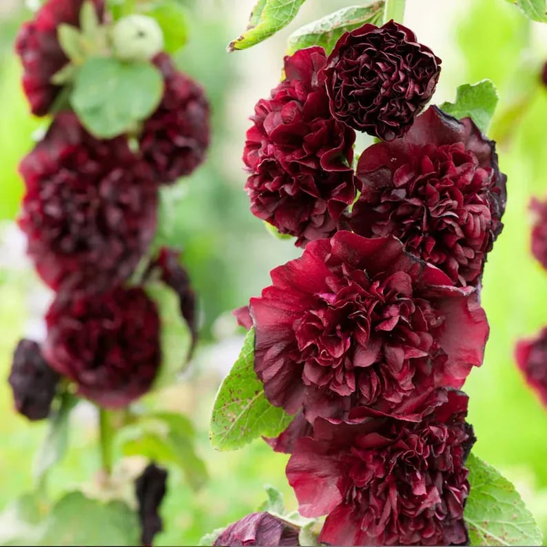 Storybook Hollyhock Seeds - A Fairytale Garden, Effortlessly + 50% OFF