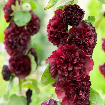Storybook Hollyhock Seeds - A Fairytale Garden, Effortlessly + 50% OFF
