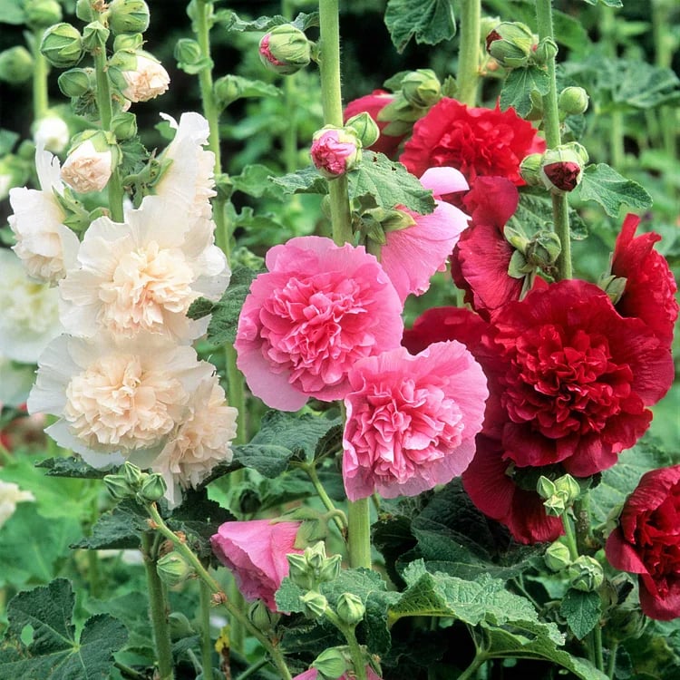 Storybook Hollyhock Seeds - A Fairytale Garden, Effortlessly + 50% OFF