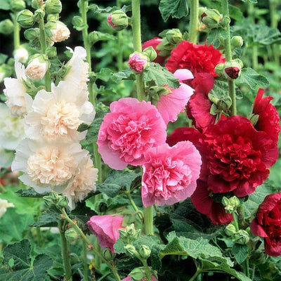 Storybook Hollyhock Seeds - A Fairytale Garden, Effortlessly + 50% OFF
