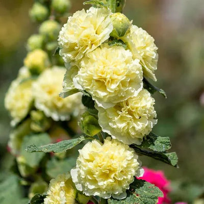 Storybook Hollyhock Seeds - A Fairytale Garden, Effortlessly + 50% OFF