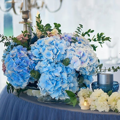 EverBloom Hydrangeas - A Perfect Garden, Effortlessly - 1+1 FREE