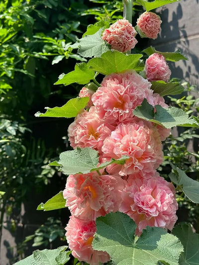 Storybook Hollyhock Seeds - A Fairytale Garden, Effortlessly + 50% OFF