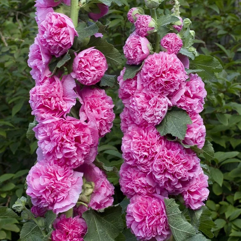 Storybook Hollyhock Seeds - A Fairytale Garden, Effortlessly + 50% OFF