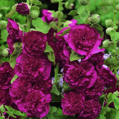 Storybook Hollyhock Seeds - A Fairytale Garden, Effortlessly + 50% OFF