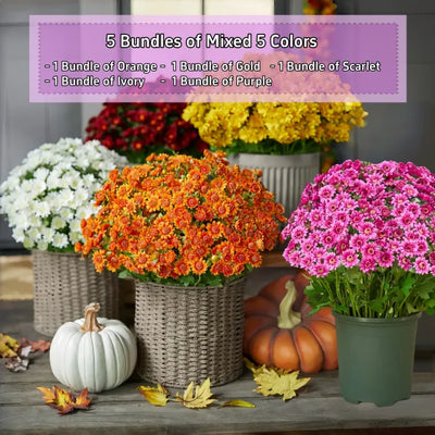 AutumnGlow Mums - A Perfect Fall Porch, Guaranteed + 50% OFF