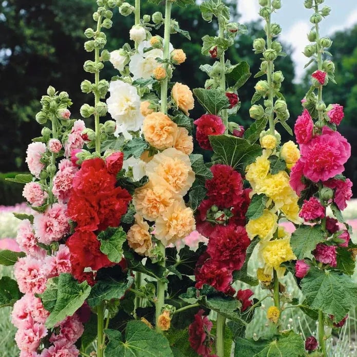 Storybook Hollyhock Seeds - A Fairytale Garden, Effortlessly + 50% OFF