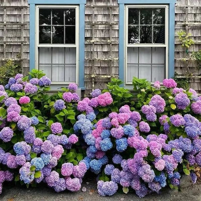 EverBloom Hydrangeas - A Perfect Garden, Effortlessly - 1+1 FREE