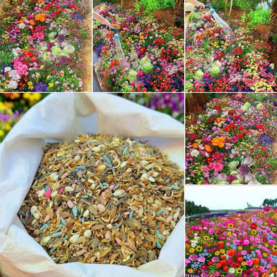 EternaGarden - A Wildflower Meadow in a Bag - 50% OFF