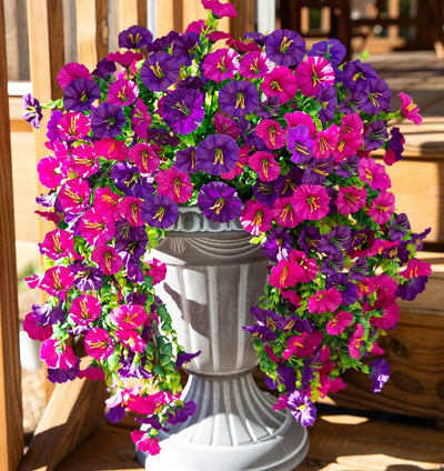 EverBloom Morning Glories - A Perfect Porch, All Autumn - 1+1 FREE