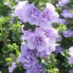 Storybook Hollyhock Seeds - A Fairytale Garden, Effortlessly + 50% OFF