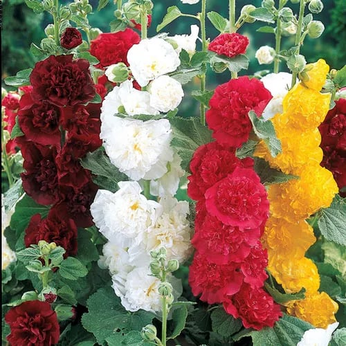 Storybook Hollyhock Seeds - A Fairytale Garden, Effortlessly + 50% OFF