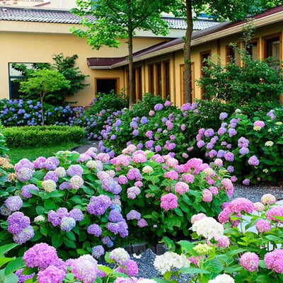 EverBloom Hydrangeas - A Perfect Garden, Effortlessly - 1+1 FREE