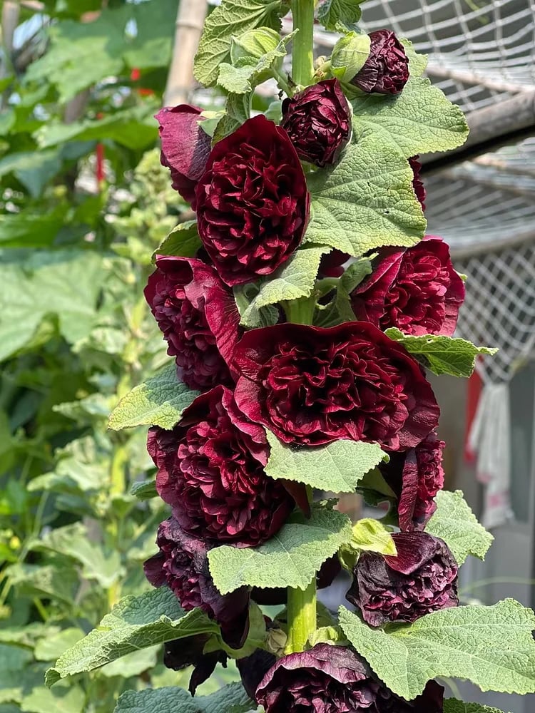 Storybook Hollyhock Seeds - A Fairytale Garden, Effortlessly + 50% OFF