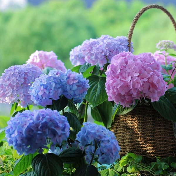 EverBloom Hydrangeas - A Perfect Garden, Effortlessly - 1+1 FREE