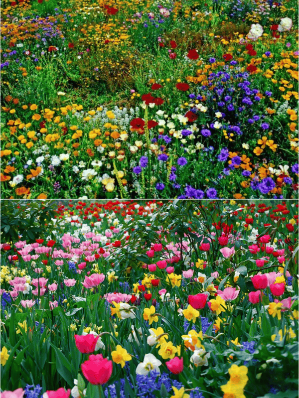EternaGarden - A Wildflower Meadow in a Bag - 50% OFF