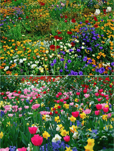 EternaGarden - A Wildflower Meadow in a Bag - 50% OFF
