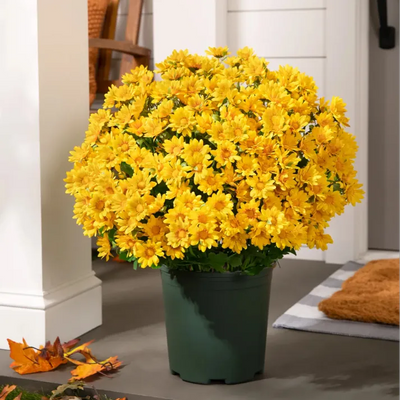 AutumnGlow Mums - A Perfect Fall Porch, Guaranteed + 50% OFF