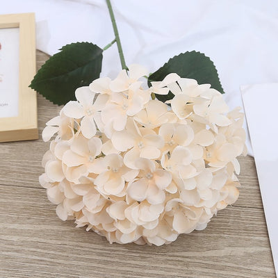 EverBloom Hydrangeas - A Perfect Garden, Effortlessly - 1+1 FREE