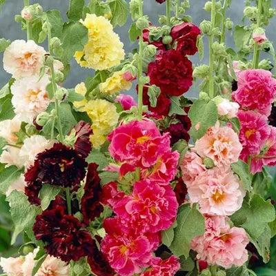 Storybook Hollyhock Seeds - A Fairytale Garden, Effortlessly + 50% OFF