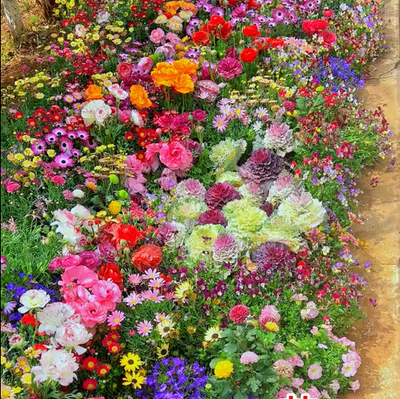 EternaGarden - A Wildflower Meadow in a Bag - 50% OFF