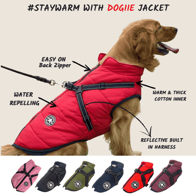 The All-in-One Dog Winter Jacket - The Walk-Ready Winter Coat + 50% OFF