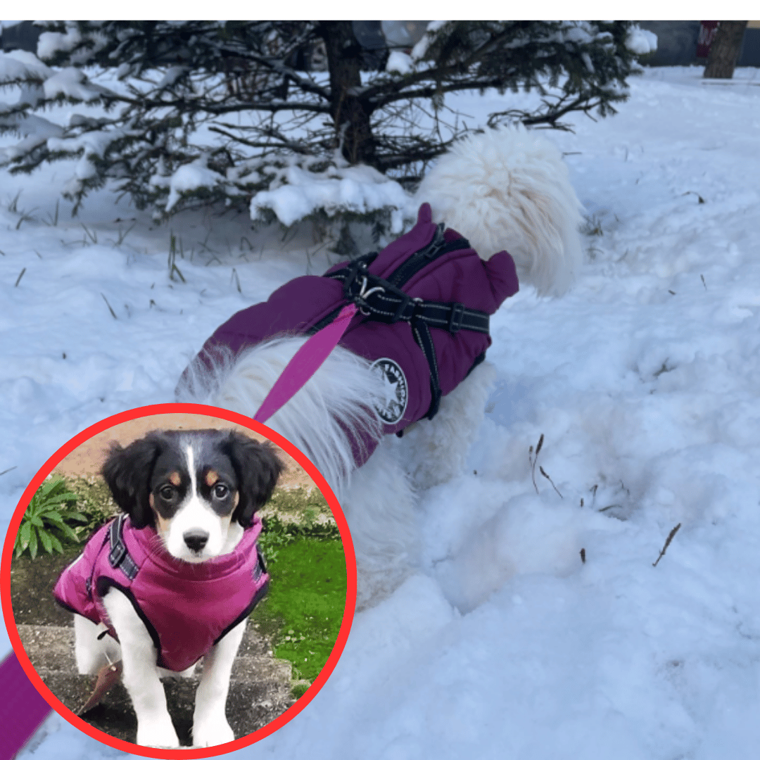 The All-in-One Dog Winter Jacket - The Walk-Ready Winter Coat + 50% OFF
