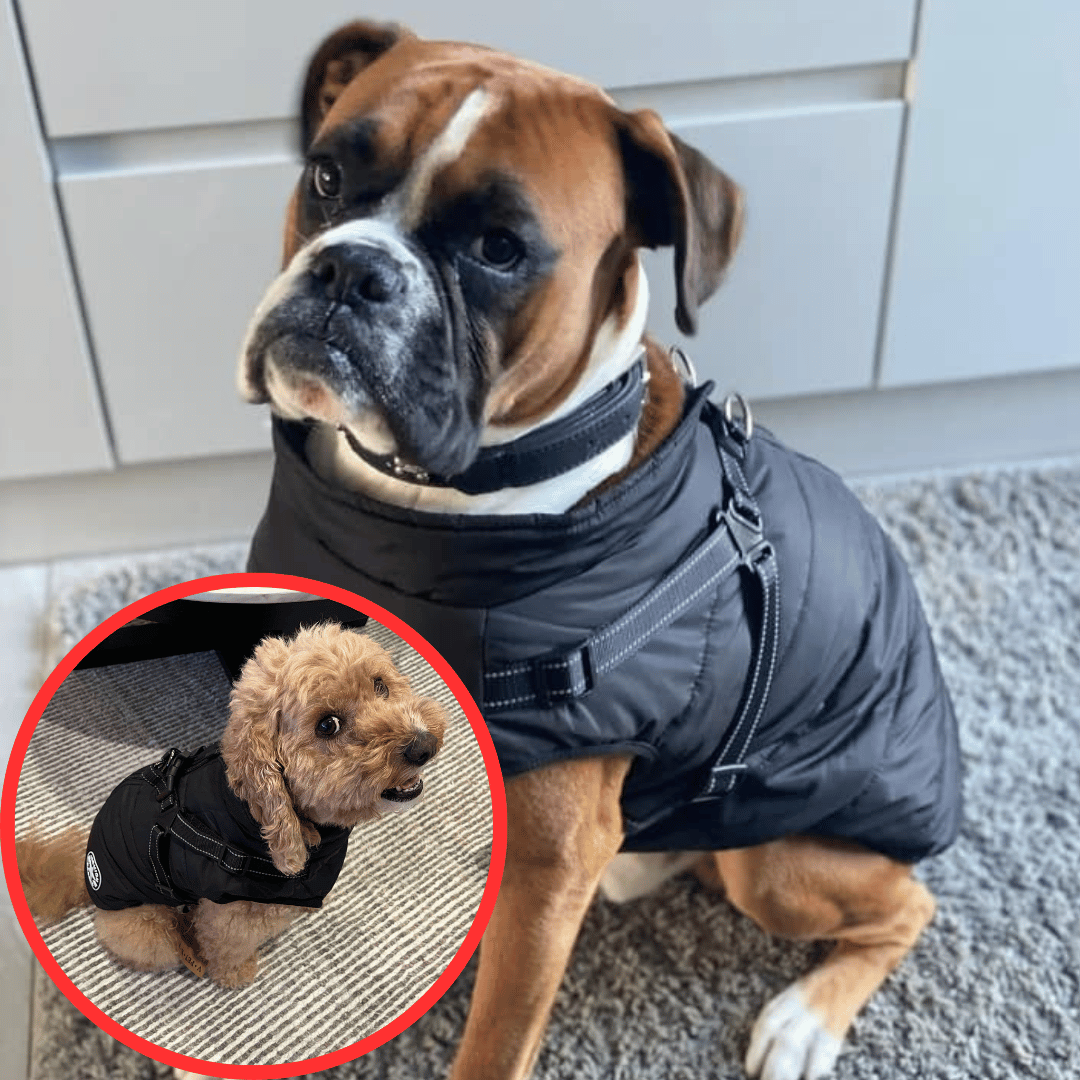 The All-in-One Dog Winter Jacket - The Walk-Ready Winter Coat + 50% OFF