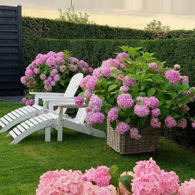 EverBloom Hydrangeas - A Perfect Garden, Effortlessly - 1+1 FREE