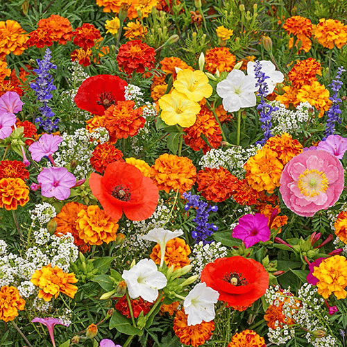 EternaGarden - A Wildflower Meadow in a Bag - 50% OFF