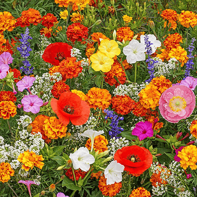 EternaGarden - A Wildflower Meadow in a Bag - 50% OFF